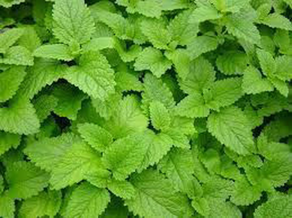( Potted x1) Lemon Balm - Large (Own Grown)
