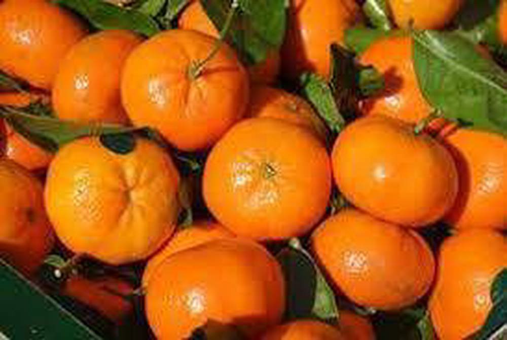 Citrus-Mandarin