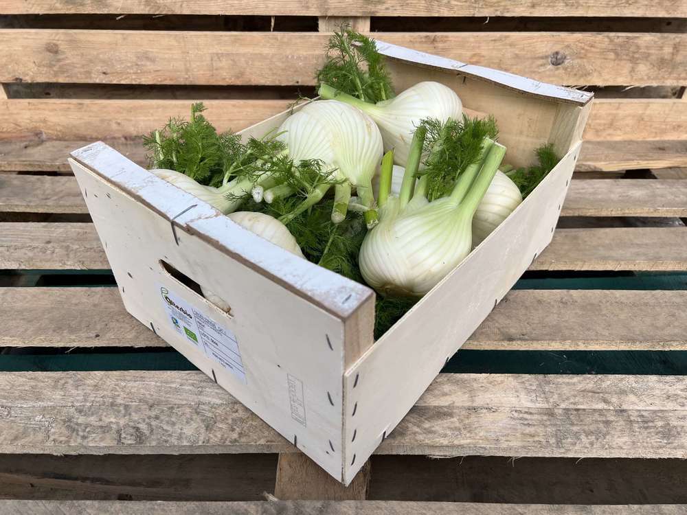 Organic Fennel