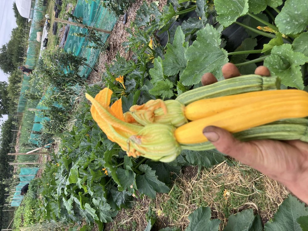 Courgette