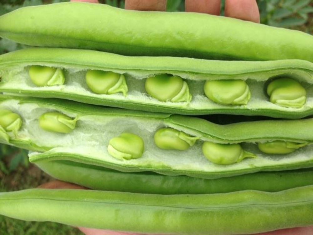 Broad Beans