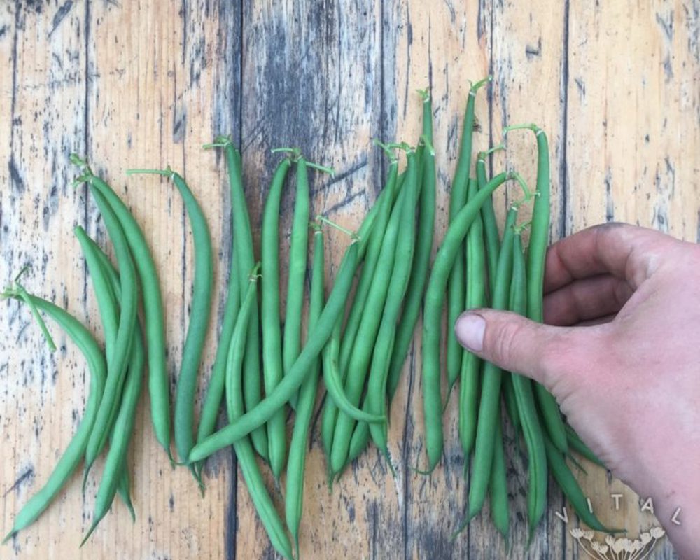 Dwarf French Beans - Faraday