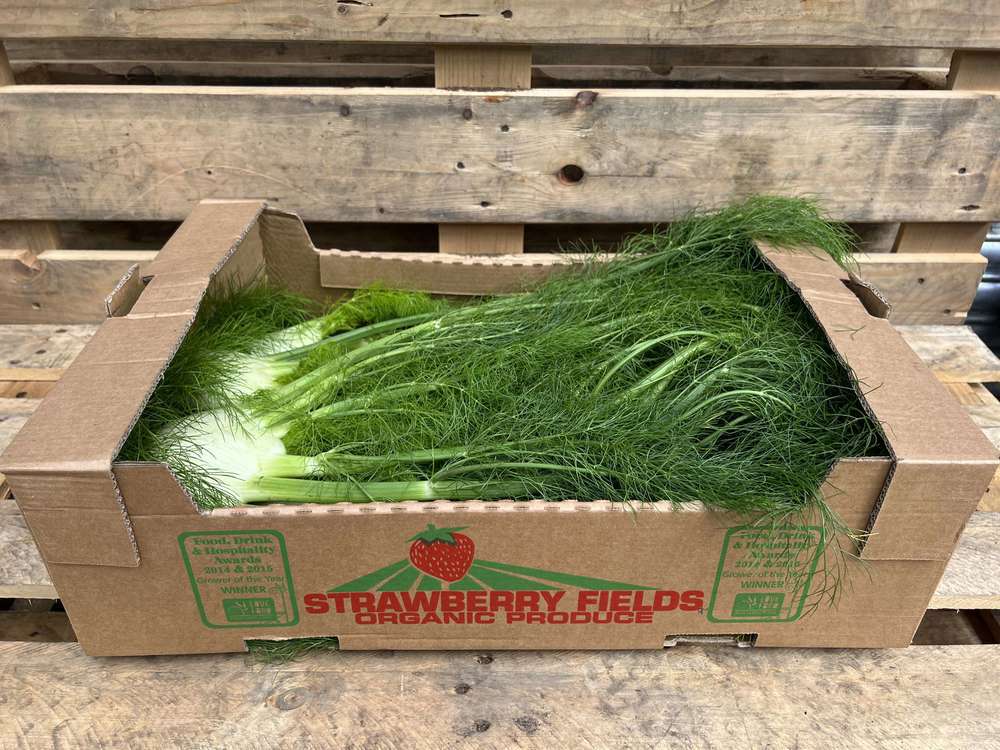 Fennel - British Organic with Tops