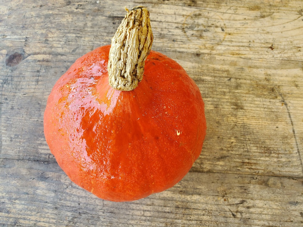 Squash - Uchiki kuri (1.5 - 2kg)