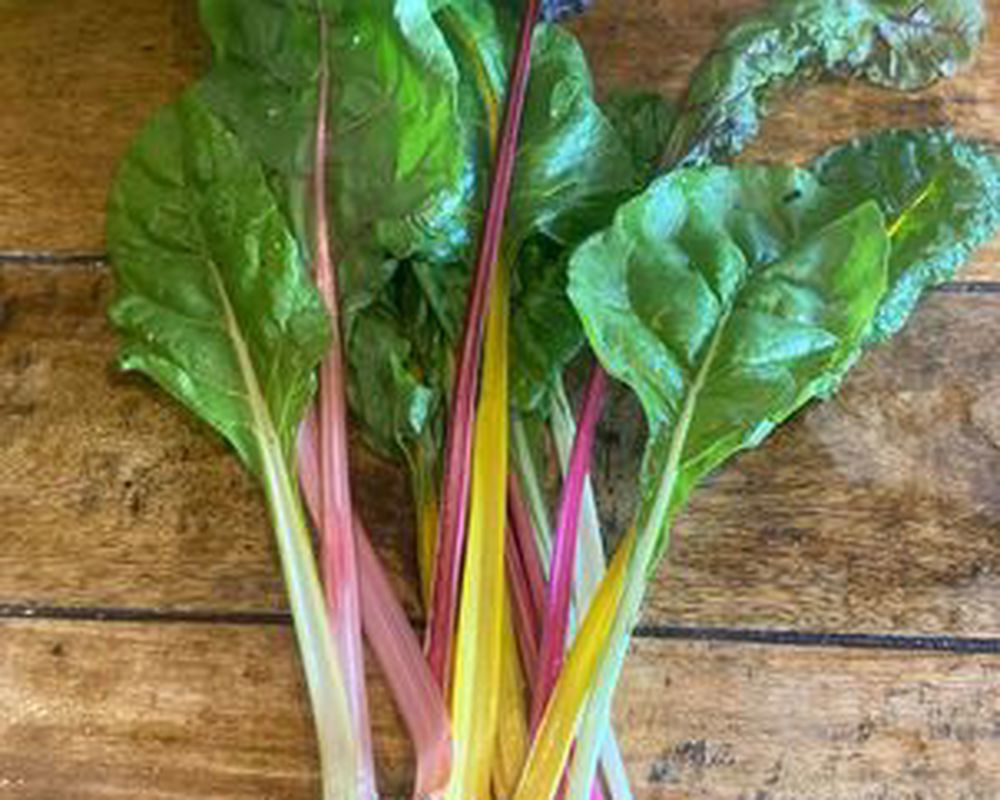 Rainbow Chard