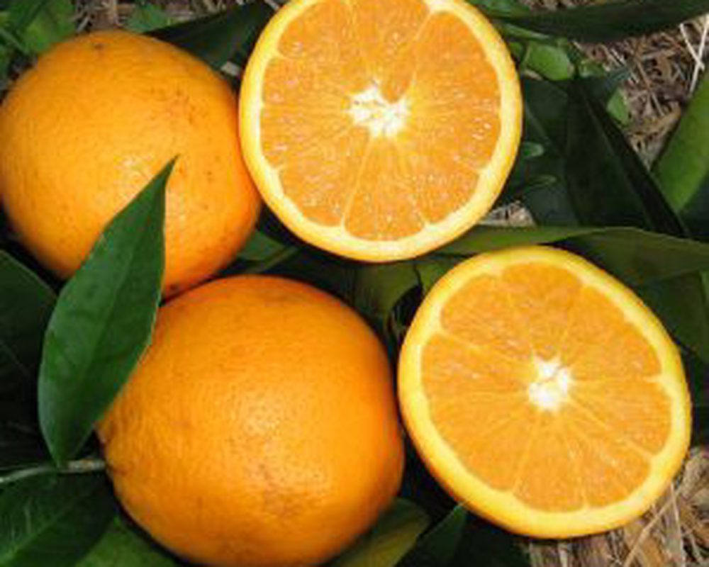 Organic Oranges Navelina