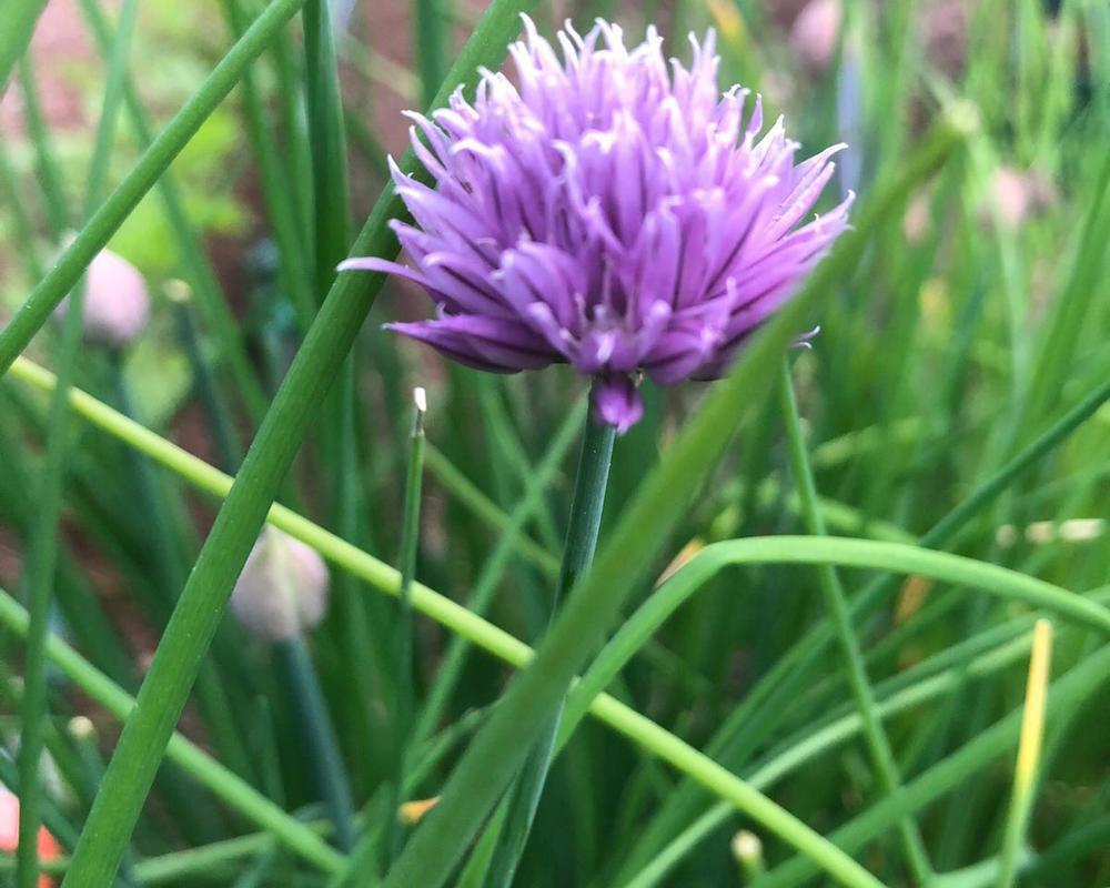 Chives add on