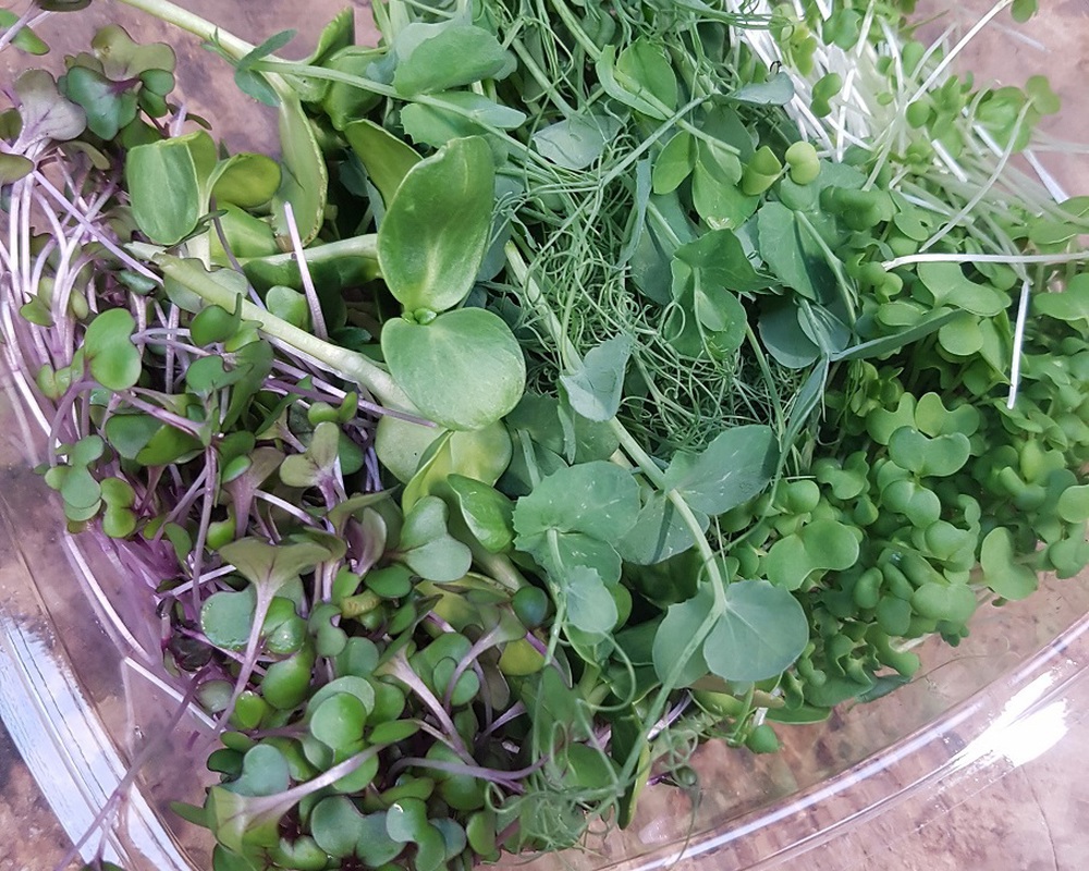 Microgreens Sample Box