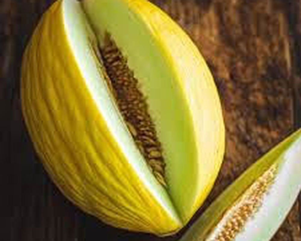 Melon: Honeydew