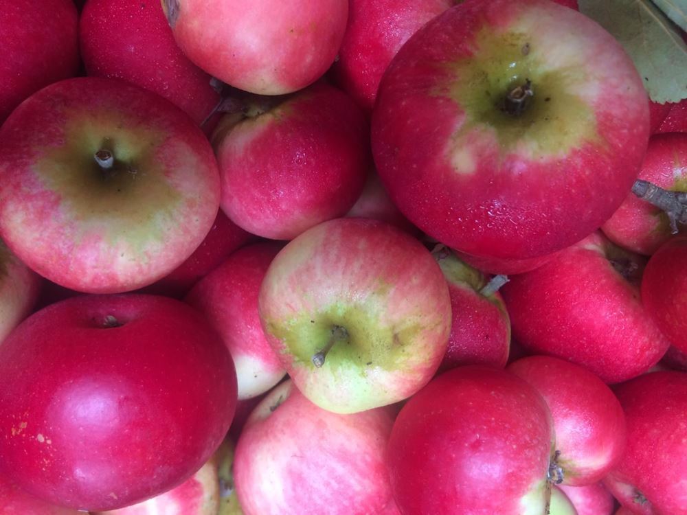 Apples 500g