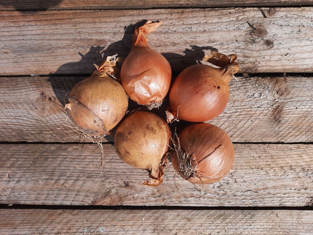 Onions, White (500g) 🇬🇧