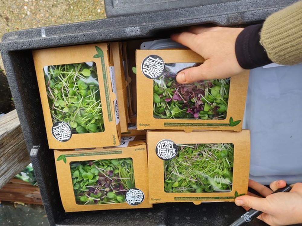 Rebel Farmer Mixed Microgreens