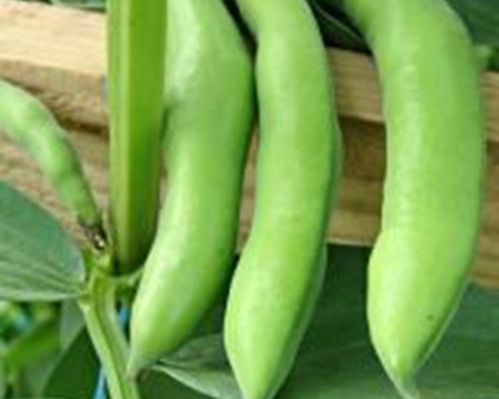 Beans - Broad Organic