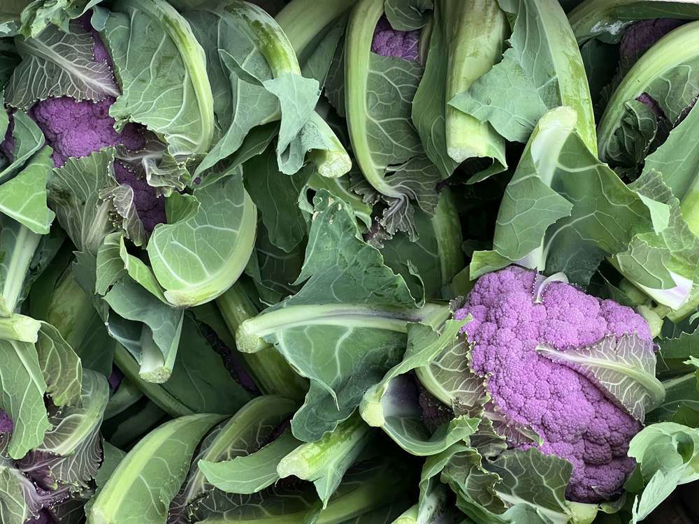 Organic Cauliflower Purple