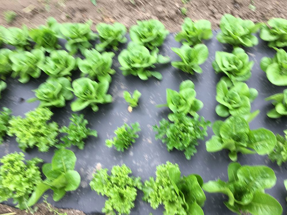 Mixed Salad Leaves -local
