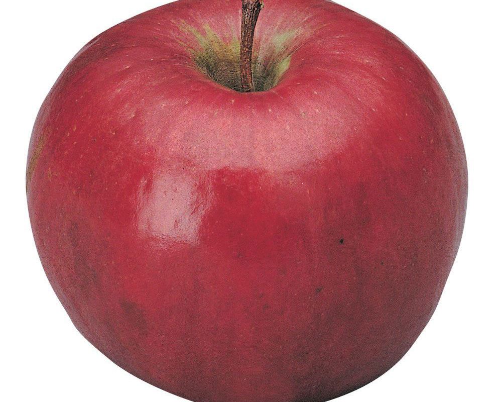 Apple: Lady Williams
