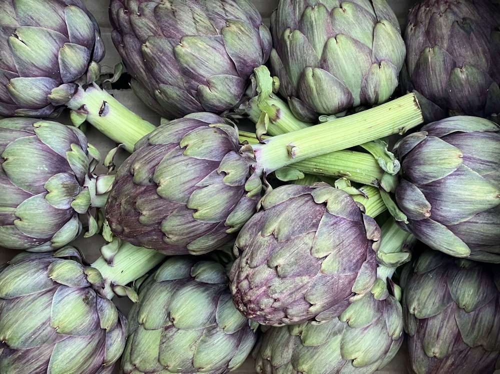 Artichoke - Purple (Italy)