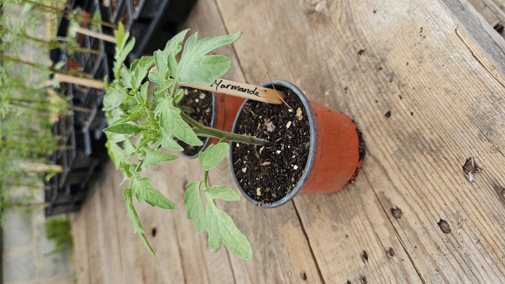 ( Potted x1) Tomato - Marmande - Small (Own Grown)