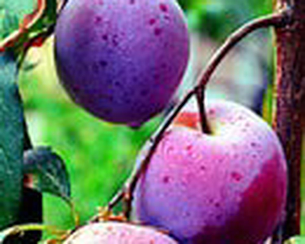 Plum. Herman uk