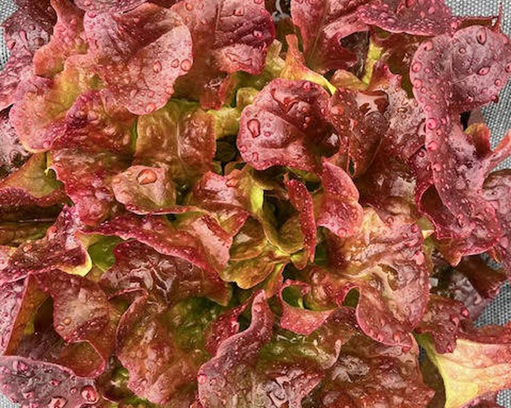 Lettuce