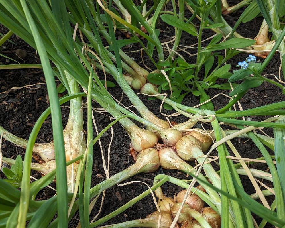 Shallots (Own Grown)