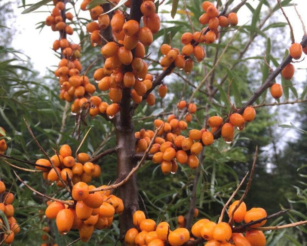 Sea Buckthorn