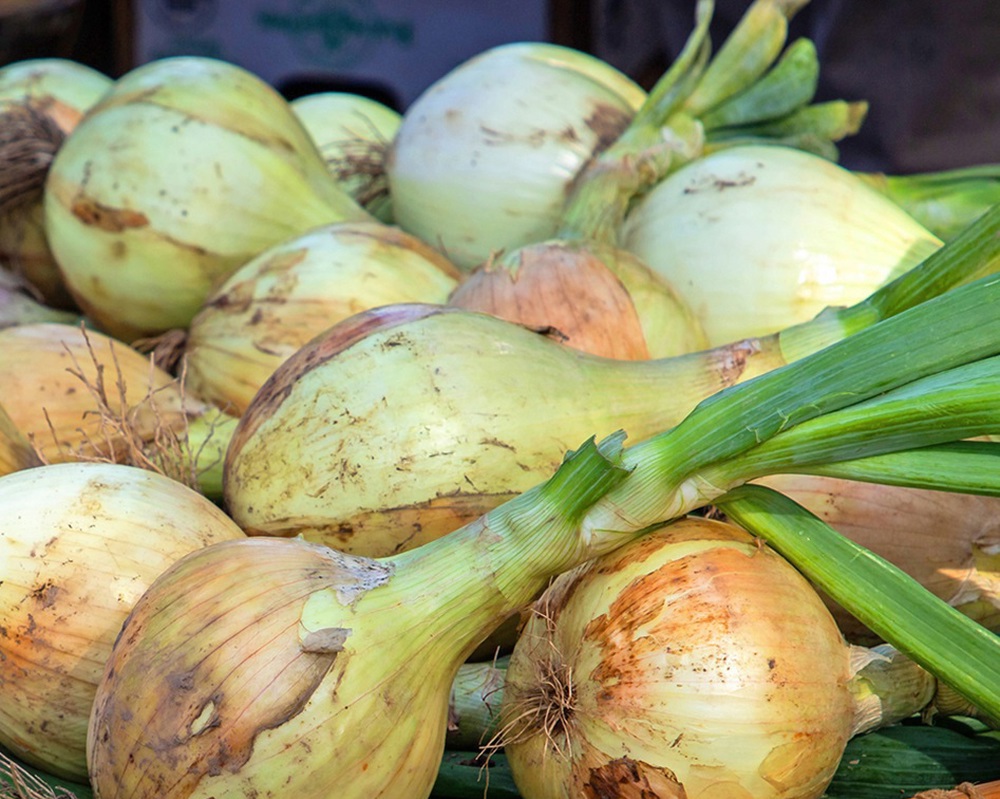 Onions, British Yellow Organic (green top)