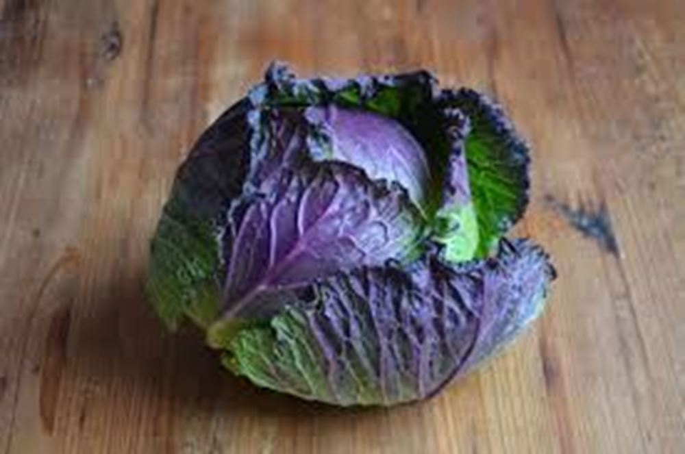 Cabbage Jan King