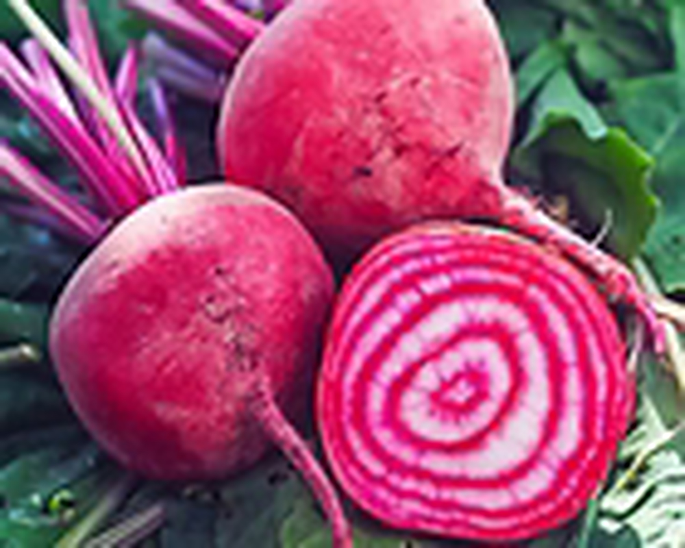 beetroot chioggia. bunch