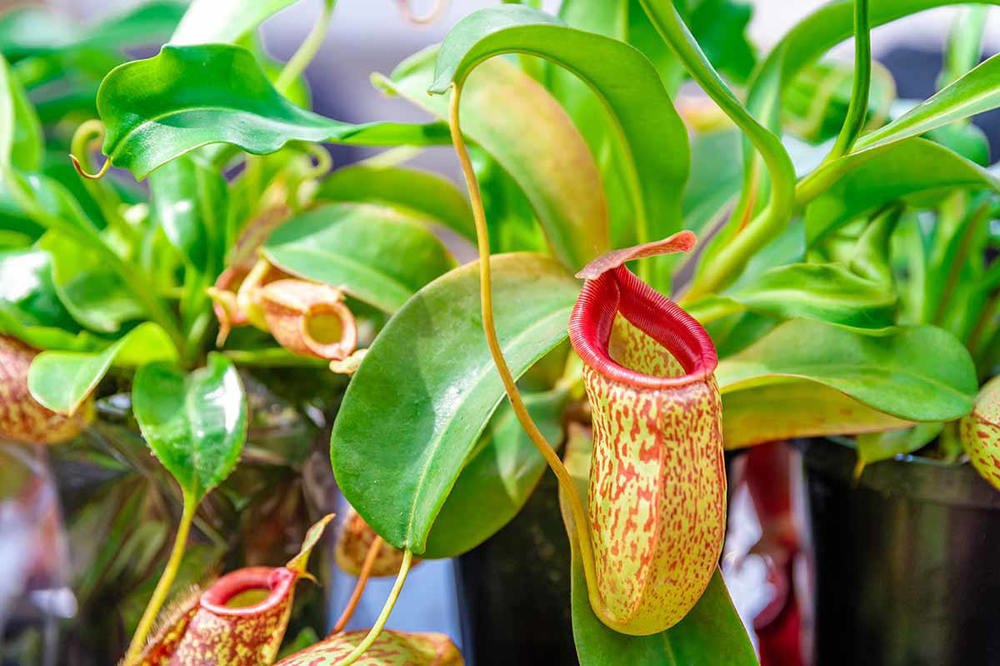 Nepenthes Tropical Pitcher Plant 2 for $40
