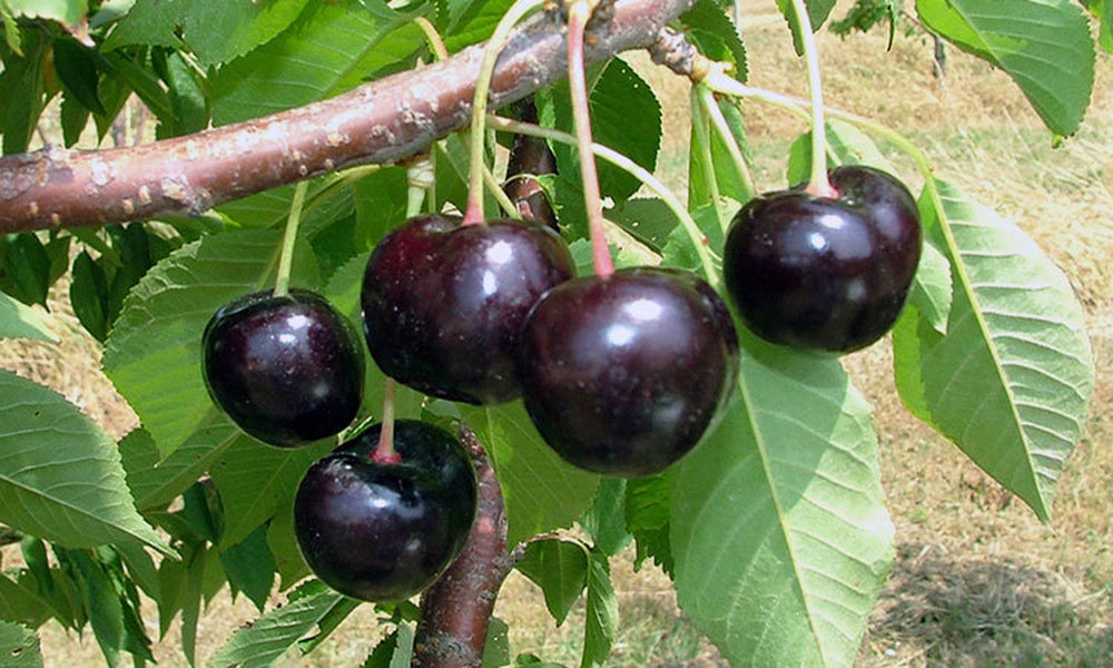 Black Pearl Sweet Cherry Tree