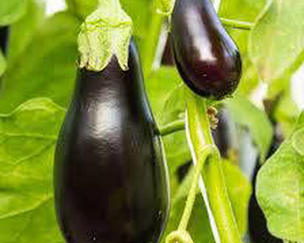 Eggplant (Each)