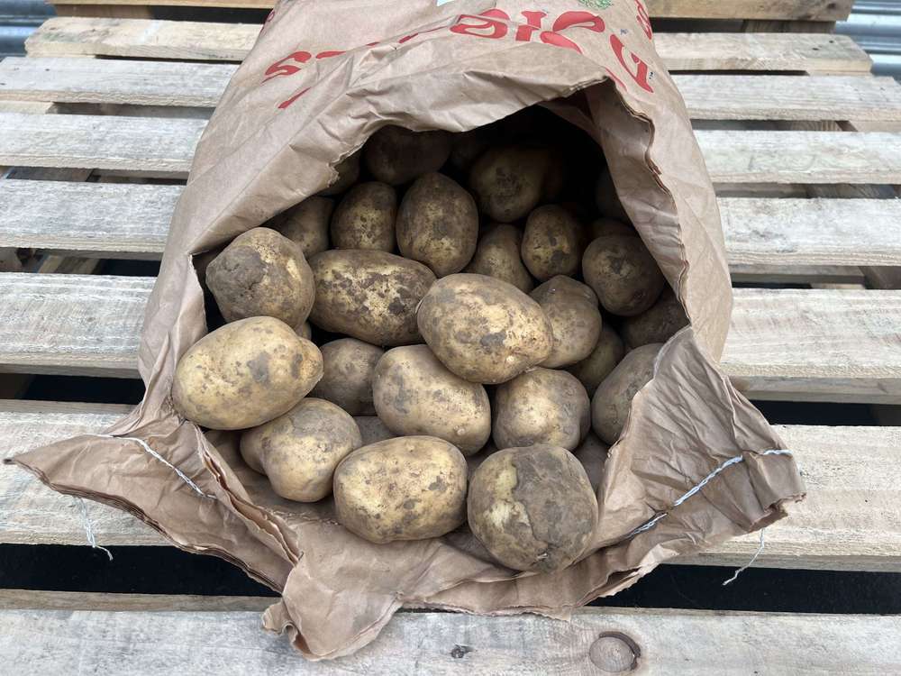 Organic Potato Acoustic