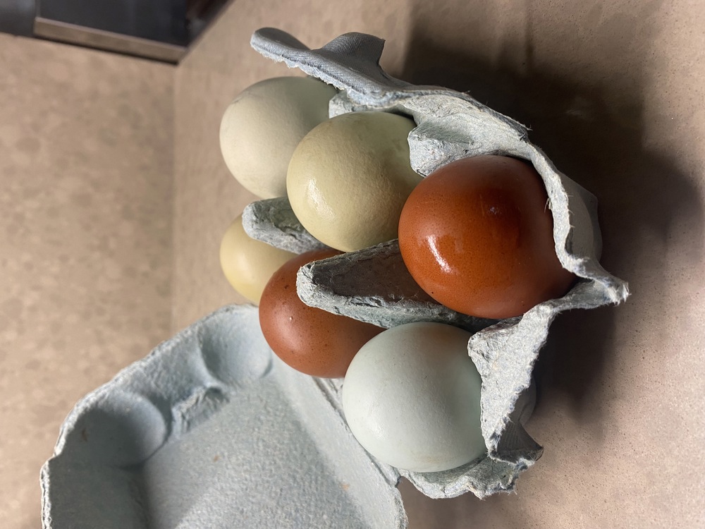 Maple Ranch Pasture Raised Eggs