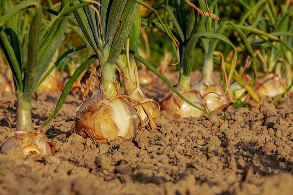 Onion (3 in a bunch)