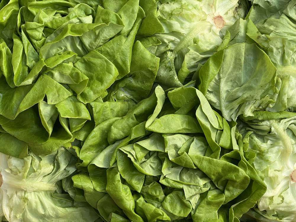 Lettuce - Green, British