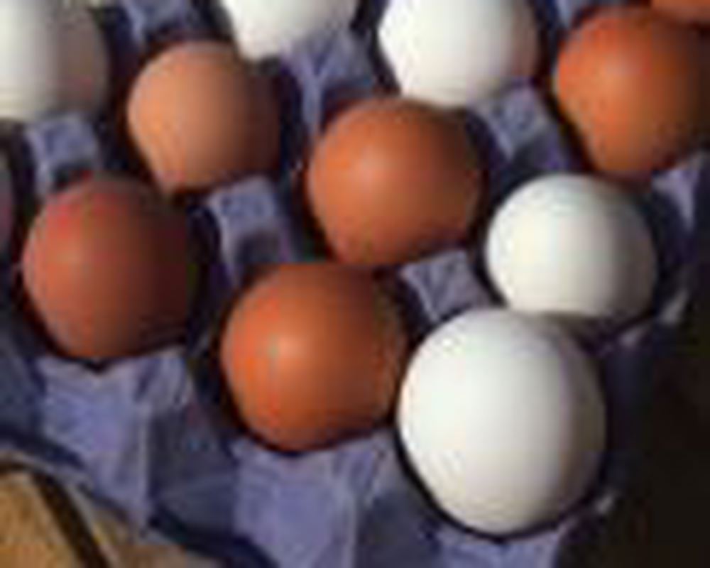 Dairy Workshop