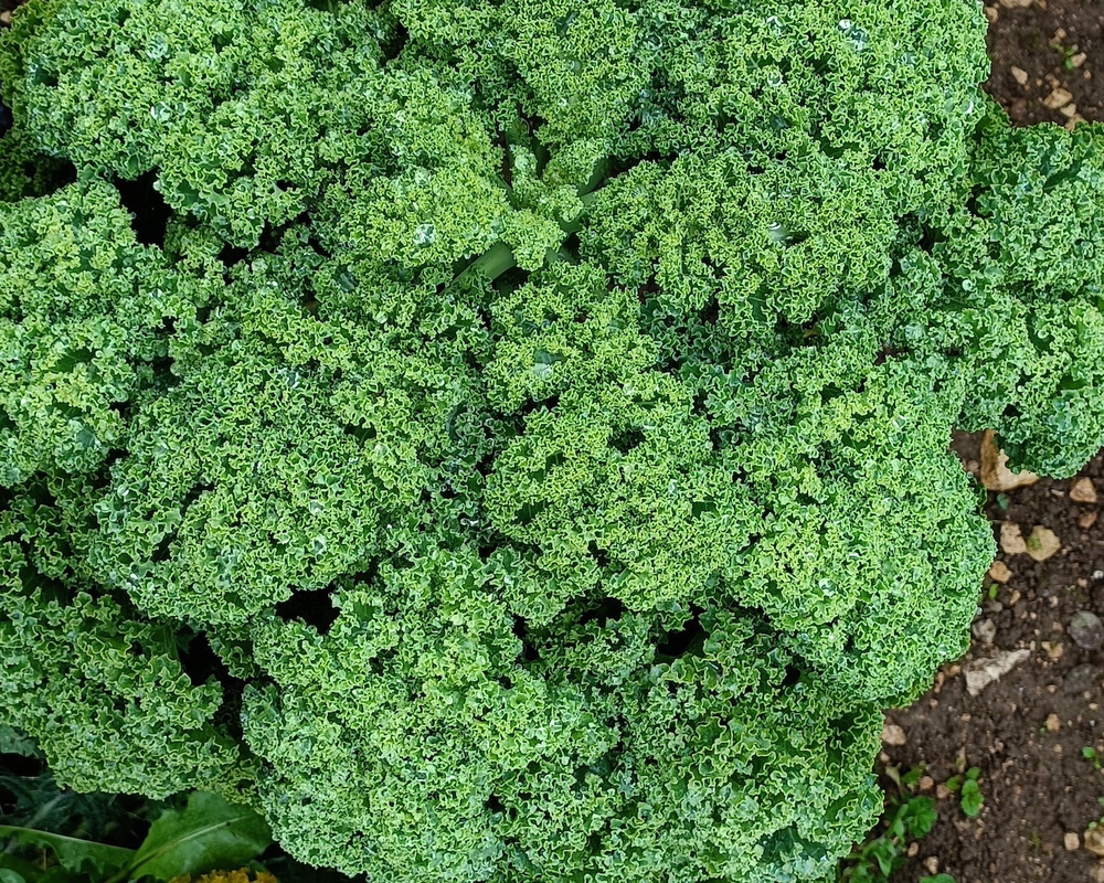 Curly Kale