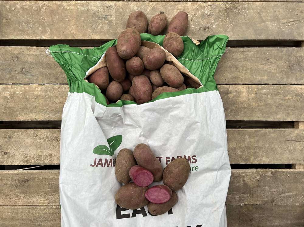 Potatoes - British Organic Red Heidi