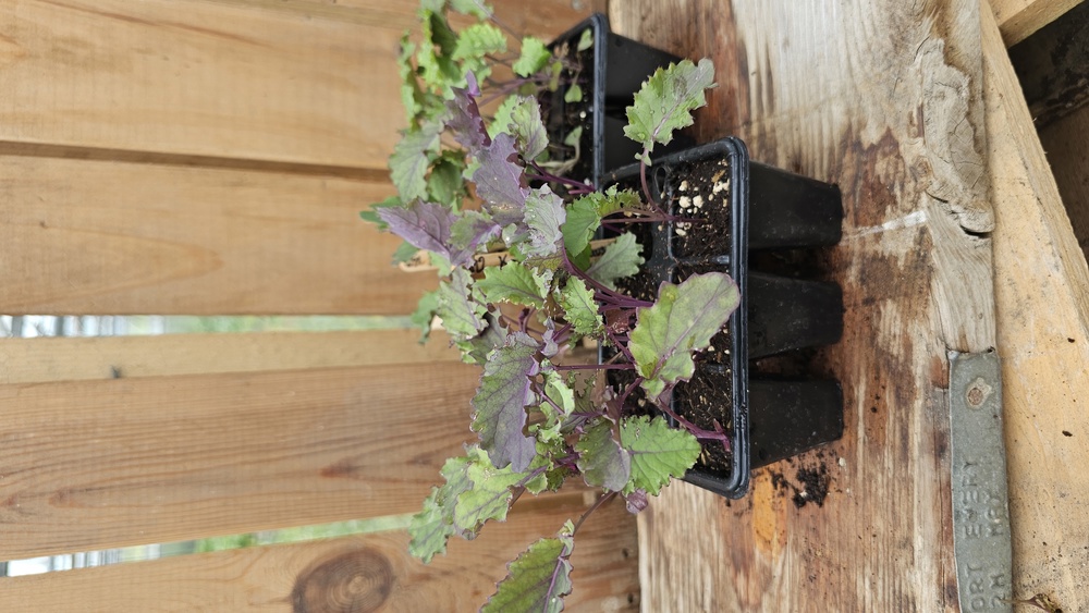 ( Plugs x6) Kale - Rote Krauser (Own Grown)