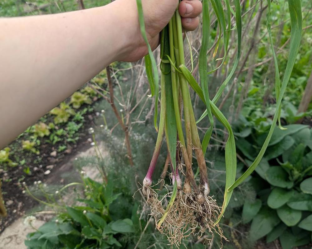 Baby Garlic - 100g (Own Grown)
