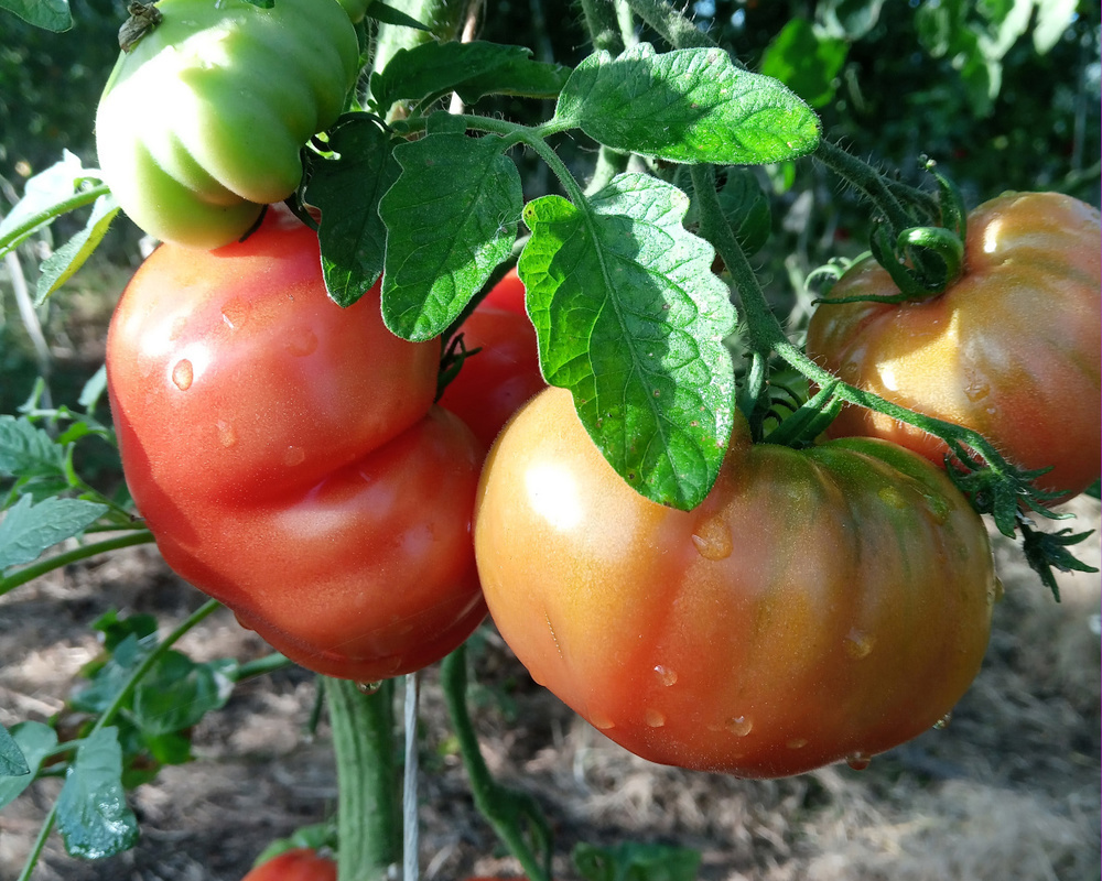 Tomato Beefsteak (500g) (Own Grown)