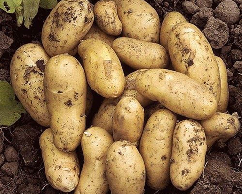 Potato: Charlotte