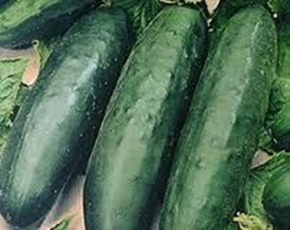 Cucumber Mini each (1 item) (Own Grown)