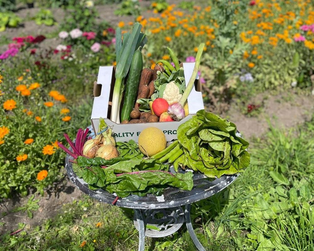 Veg & Fruit & Salad box - Large