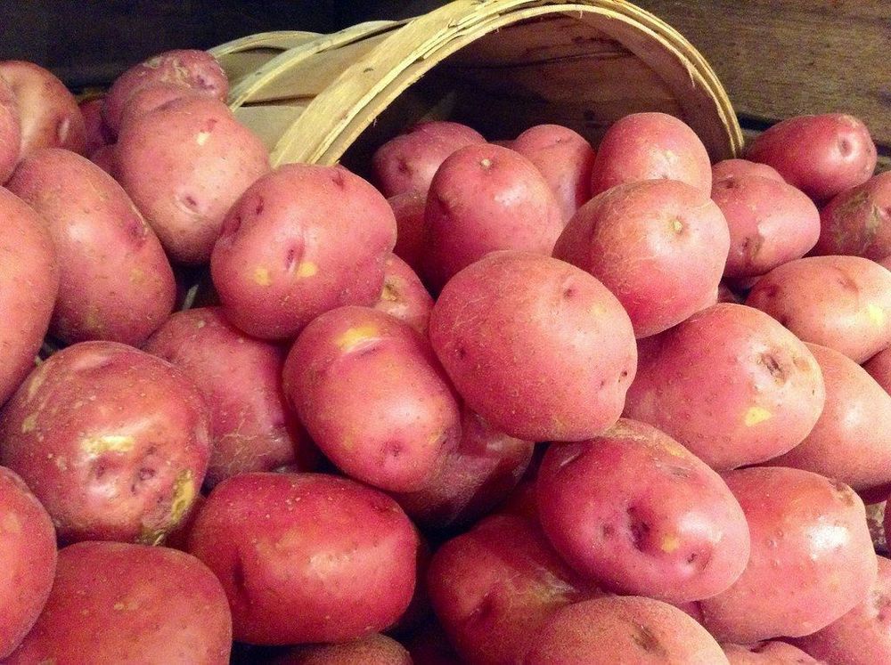 Potatoes - British Organic Red Hiba