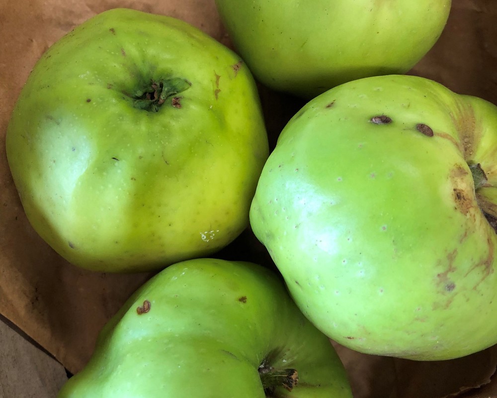 Apples, Windfall for Cooking (Own Grown)