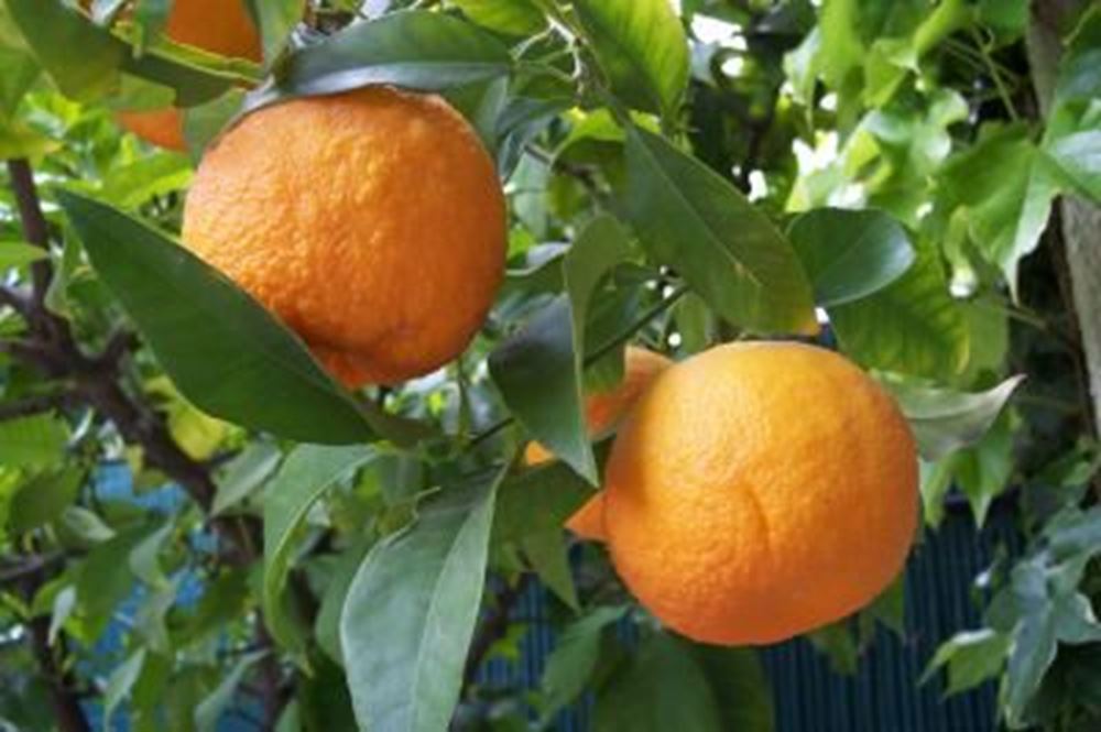 Seville Oranges 1kg