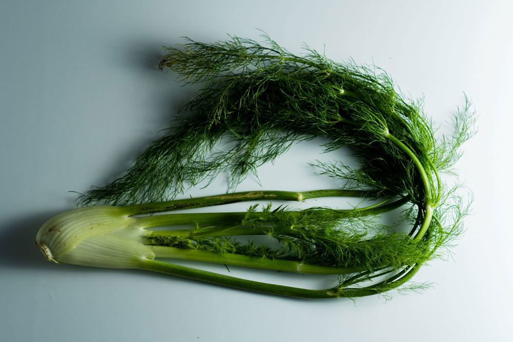 Fennel (small)