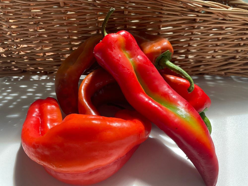 Pepper, palermo red